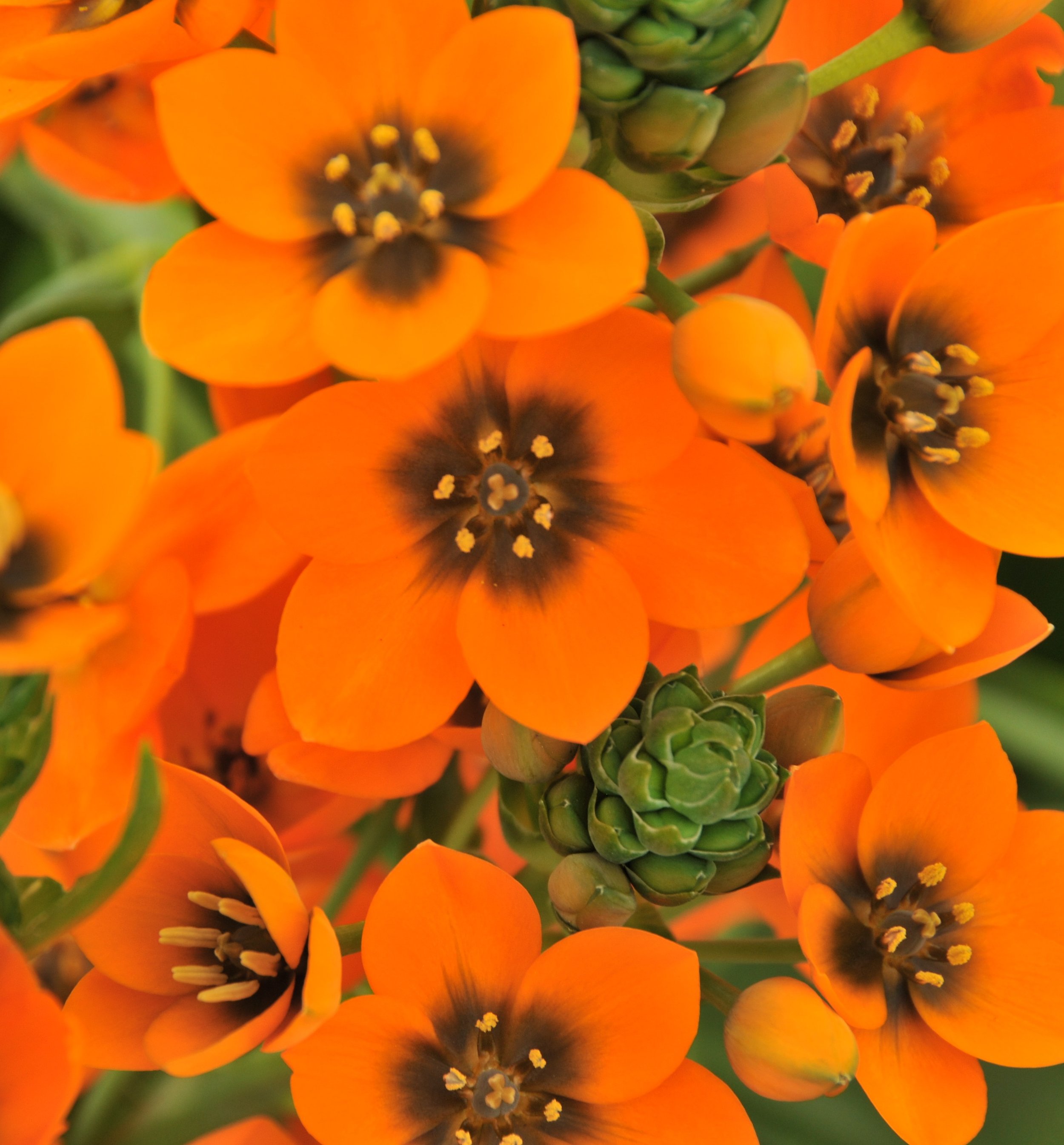 orange florets.JPG