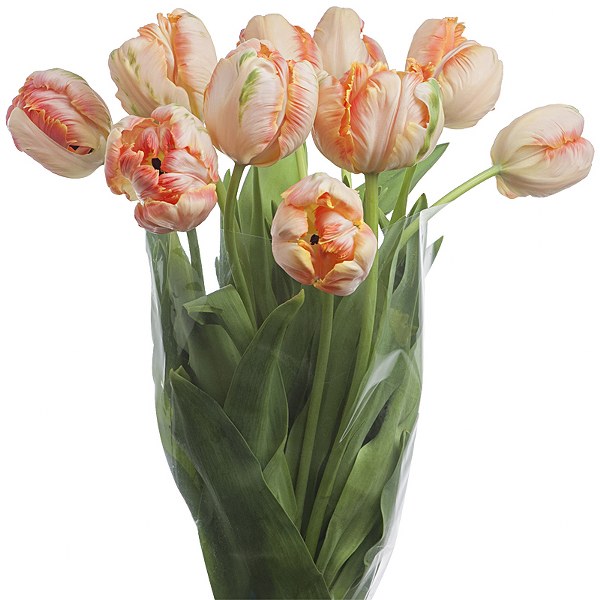  bloom expert parrot tulips 