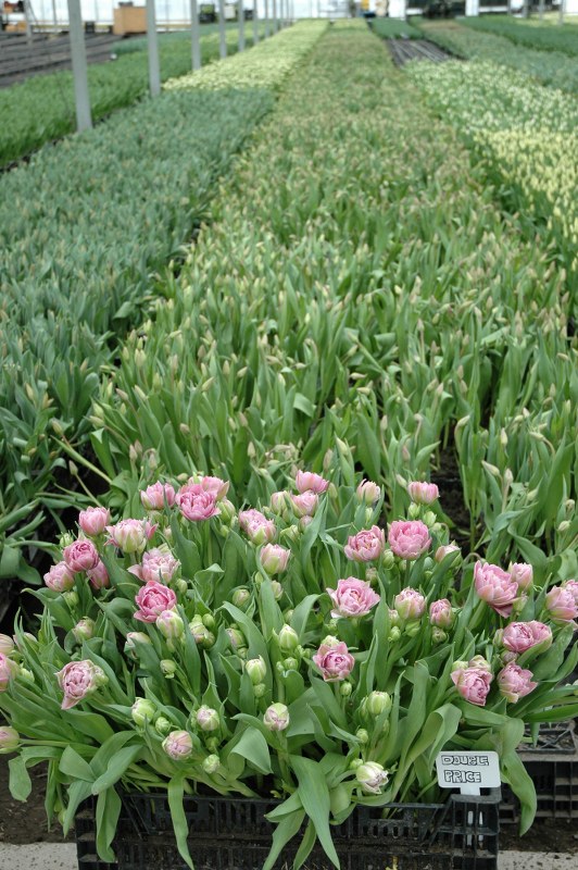  bloom expert tulip information 