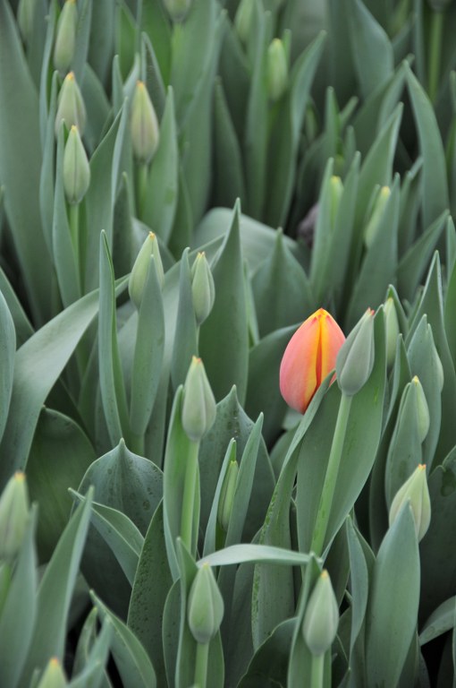  bloomexpert tulips 