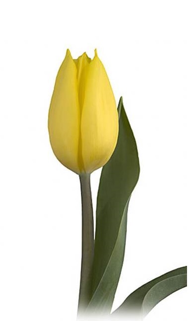  bloomexpert.com strong gold tulip 