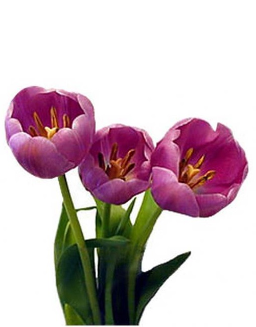 Bloom Expert Tulips - Copy.jpg