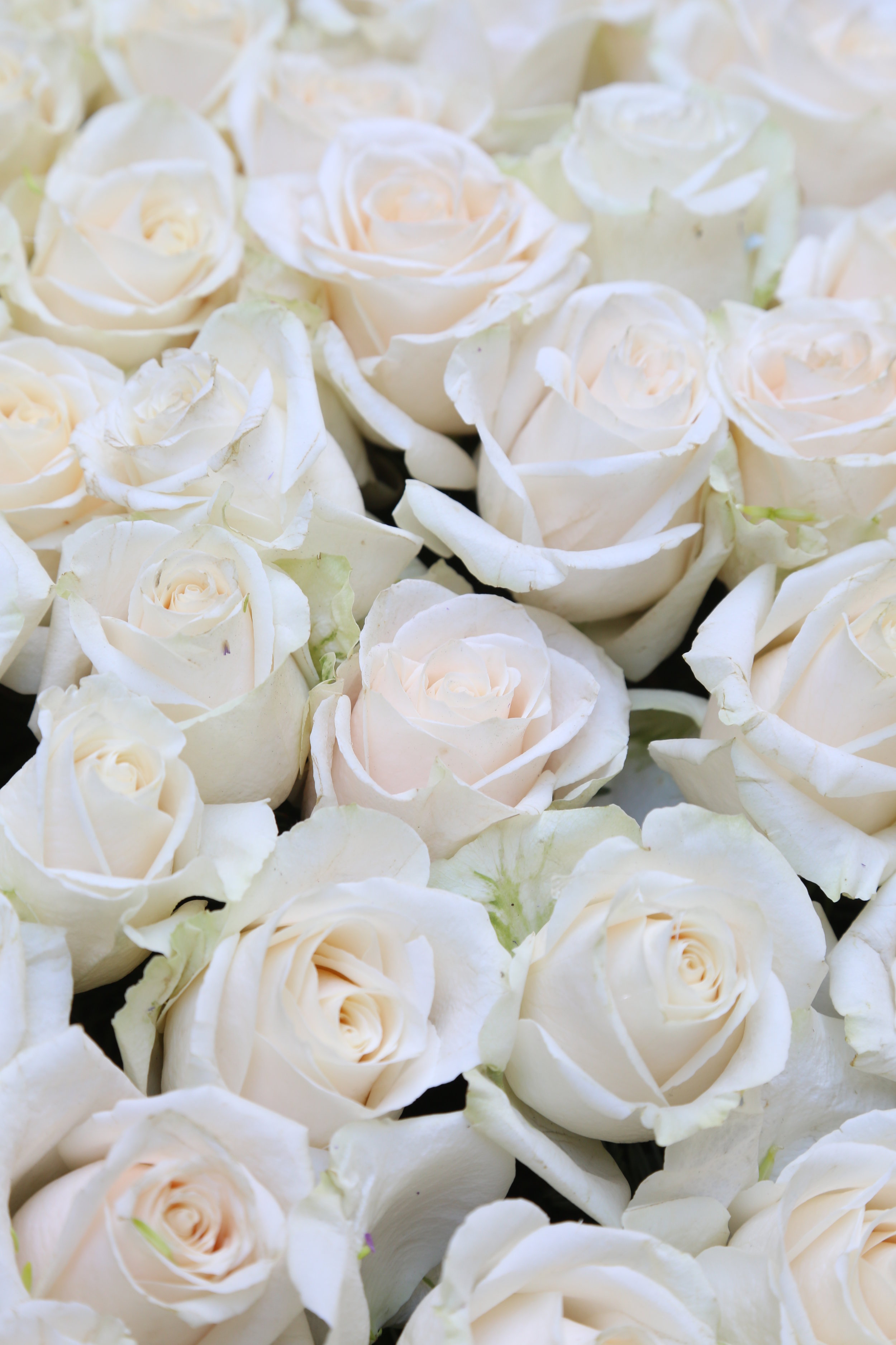  bloomexpert white roses 