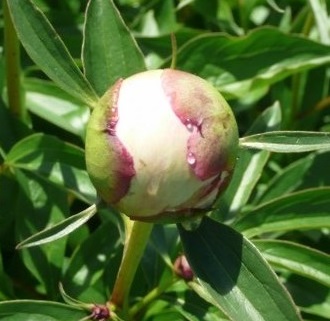 growing peonies.JPG