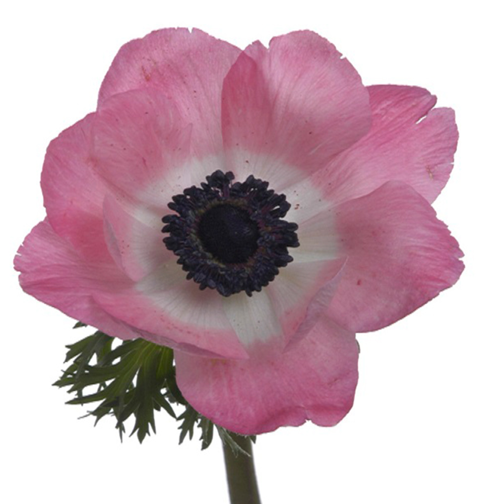 Anemone_ltPink.JPG