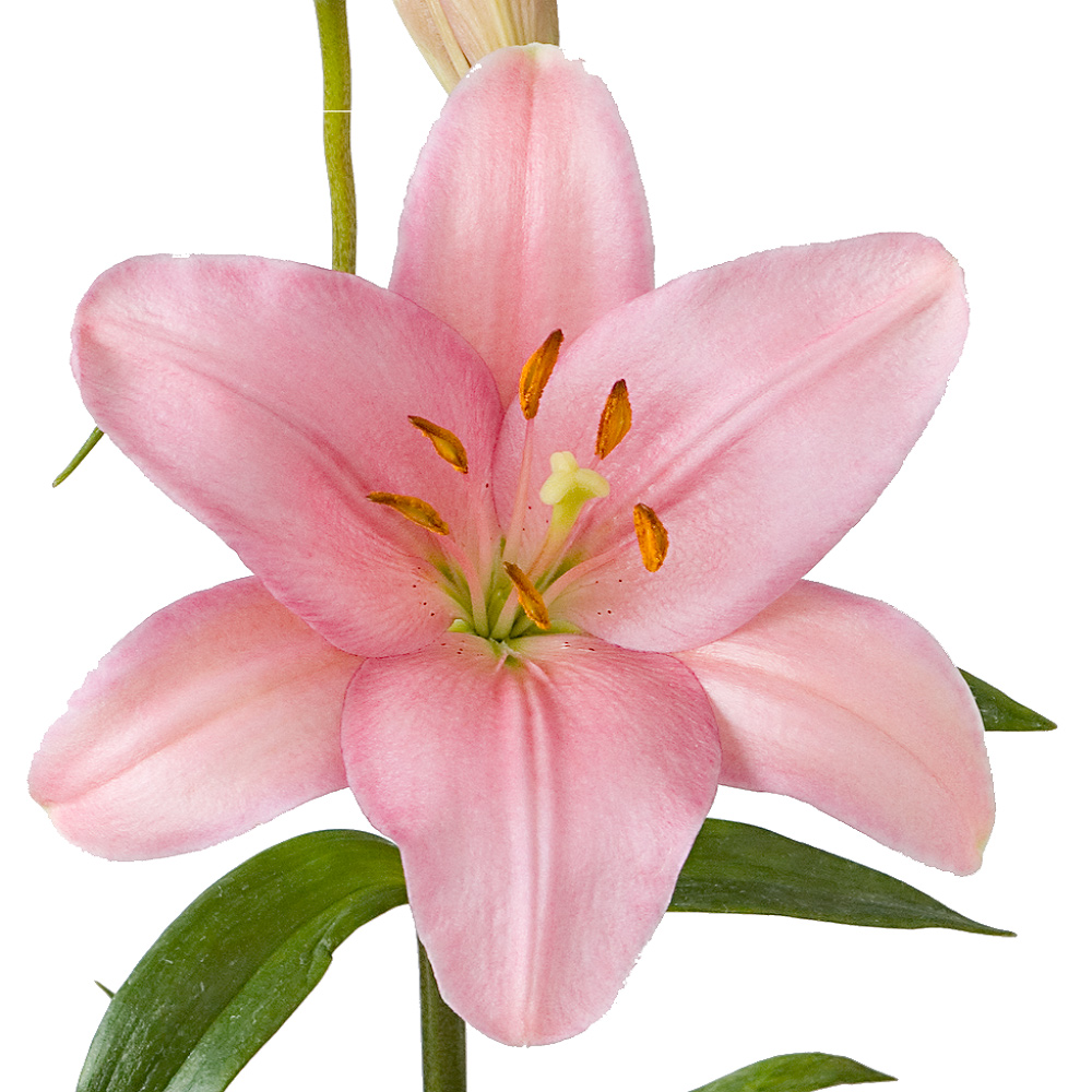 Algrave Royal Lily