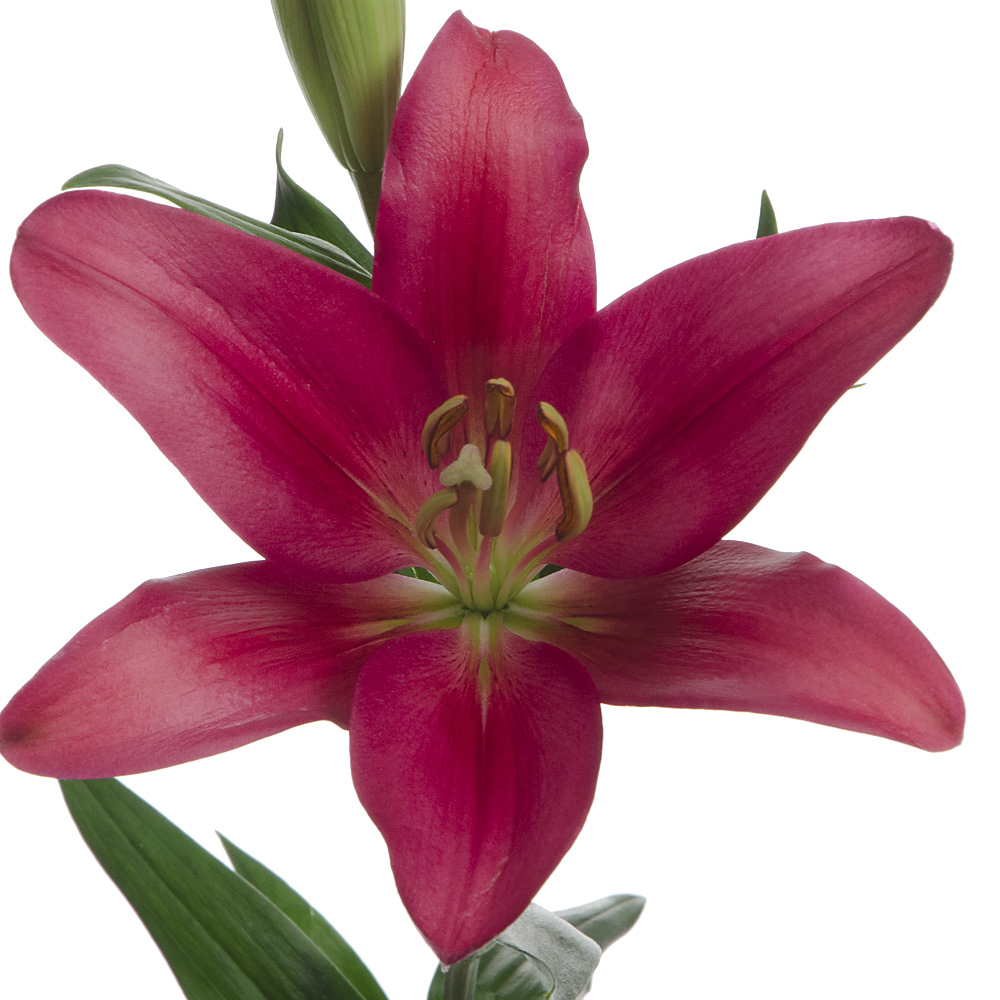 Bourbon Street Royal Lily