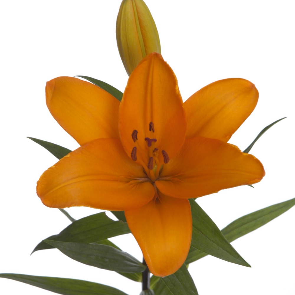 Caluroso Royal Lily