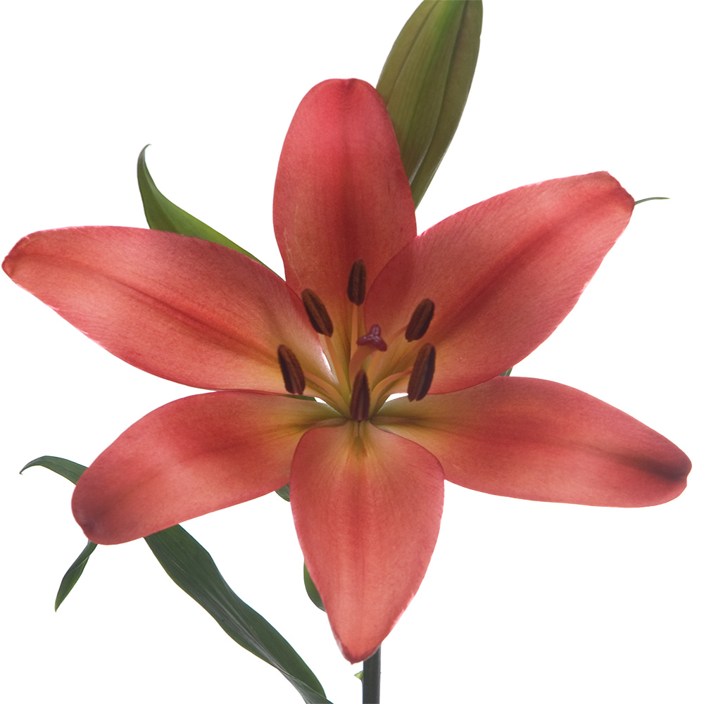 Laksmi Royal Lily