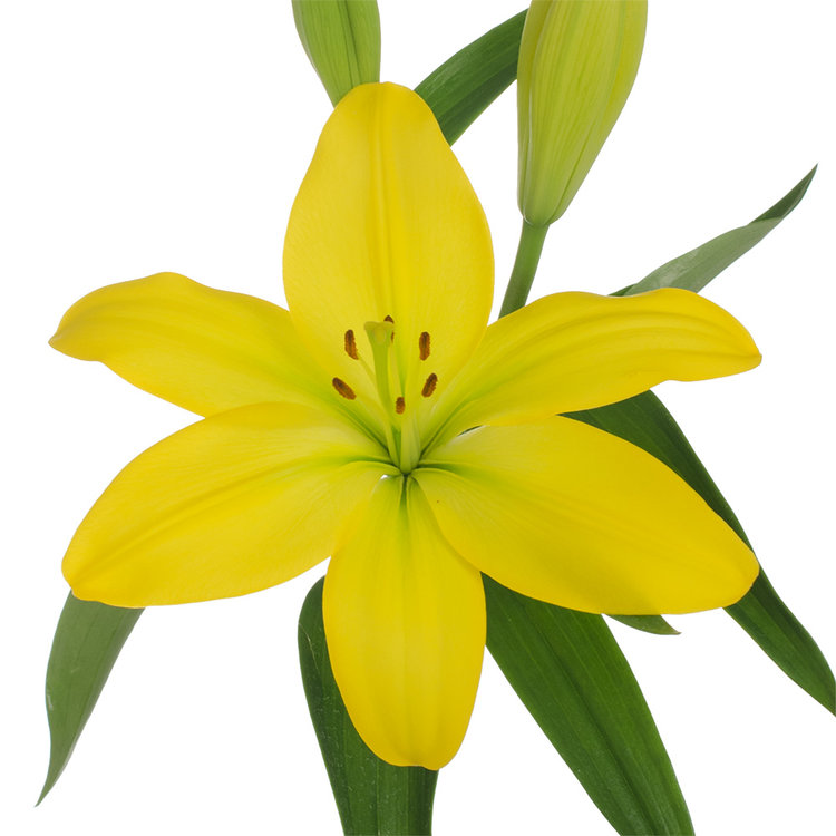 Asiatic Lilies — Bloom Expert
