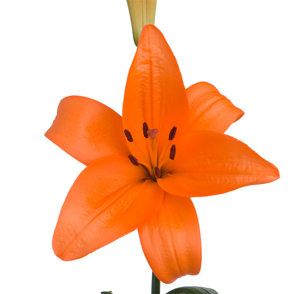 Pavanae Royal Lily