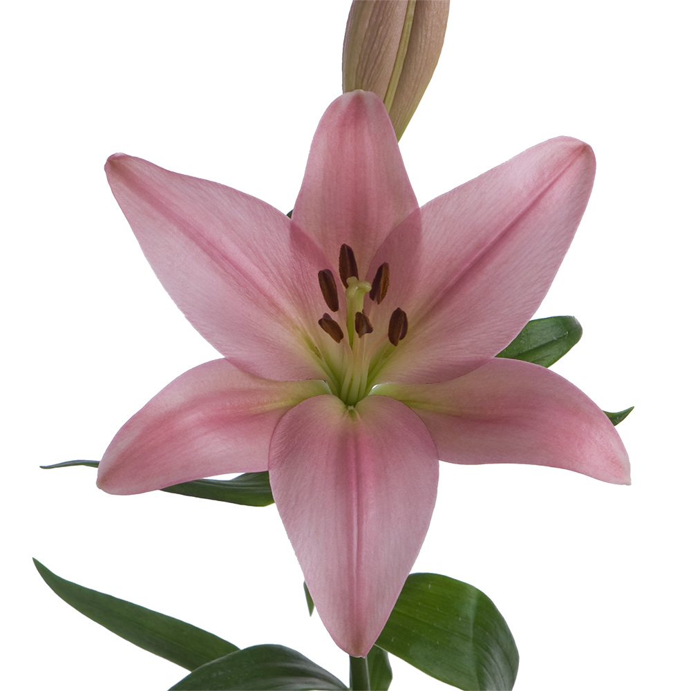 Pink River Royal Lily 