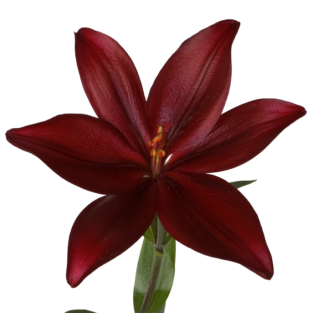 Red Alert Royal Lily