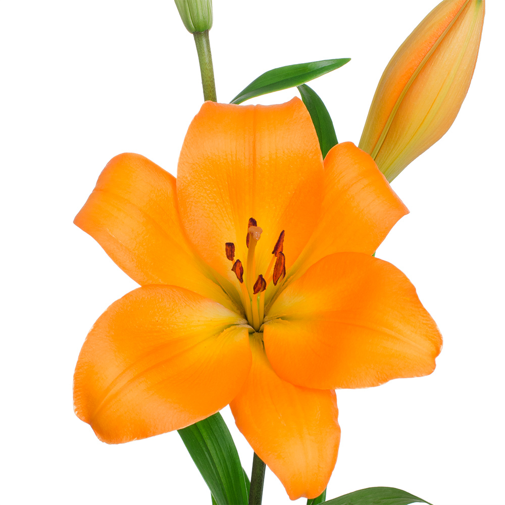 Yale Royal Lily