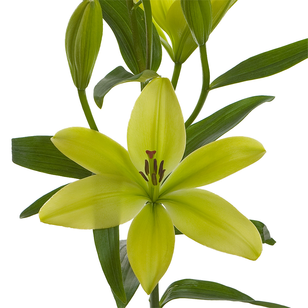 Trebaino Royal Lily