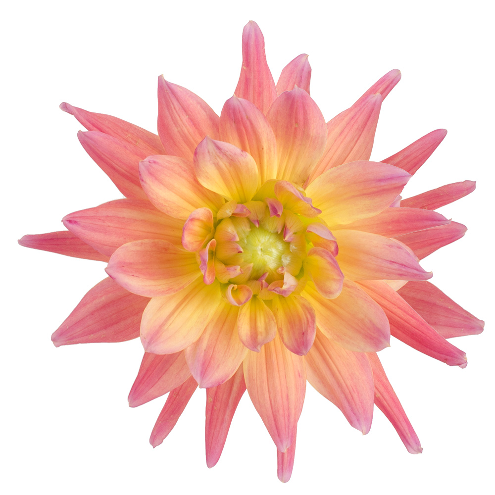 Corona Dahlia