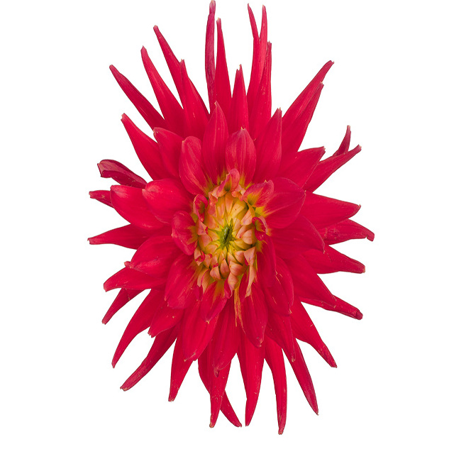 Red Corona Dahlia