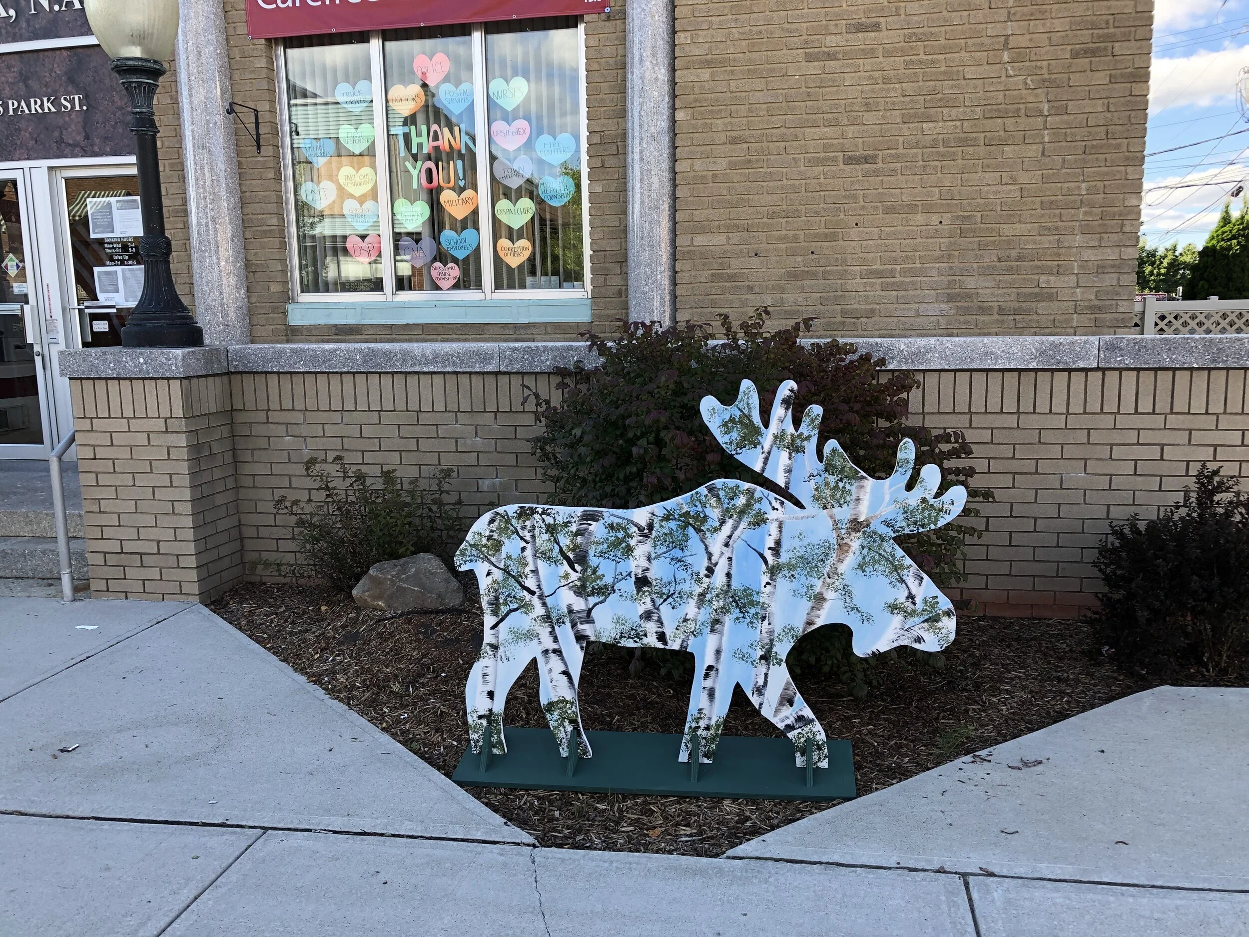 Moose on the Loose around town — Tupper Lake Free Press
