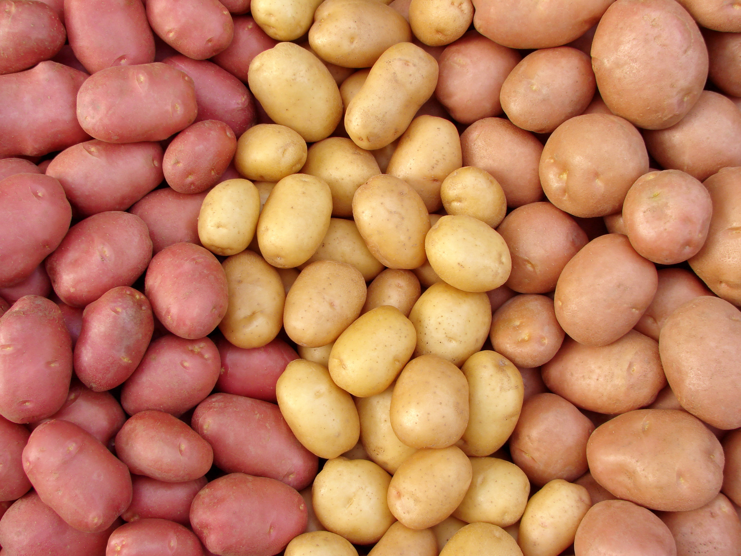 Potatoes.jpeg