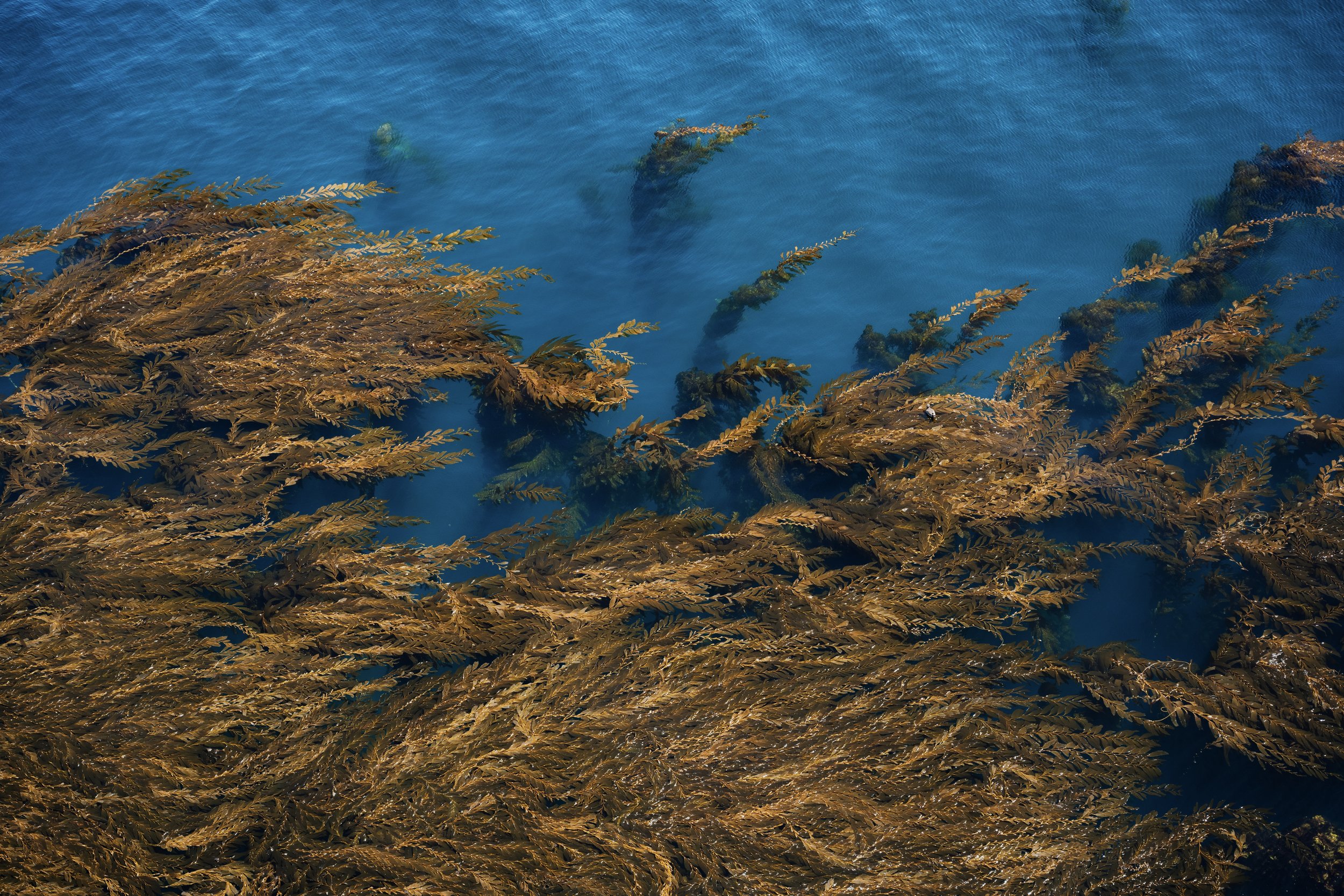 MichaelaRabinov-RhythmAnacapa_Avery-45.jpg