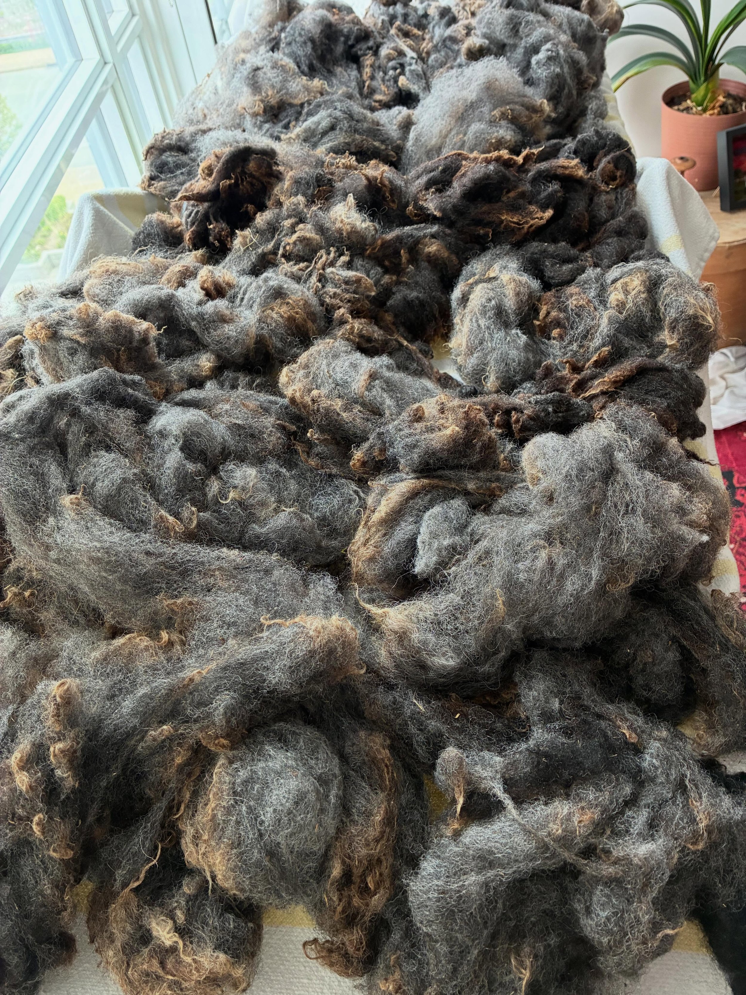 Washing sheep fleece in an apartment is a whole new adventure but this batch of Romanov is cleaning up even better than I imagined when we rescued it from a pile destined for compost. Thanks to @justinebarnhart for making friends with farmers at the 