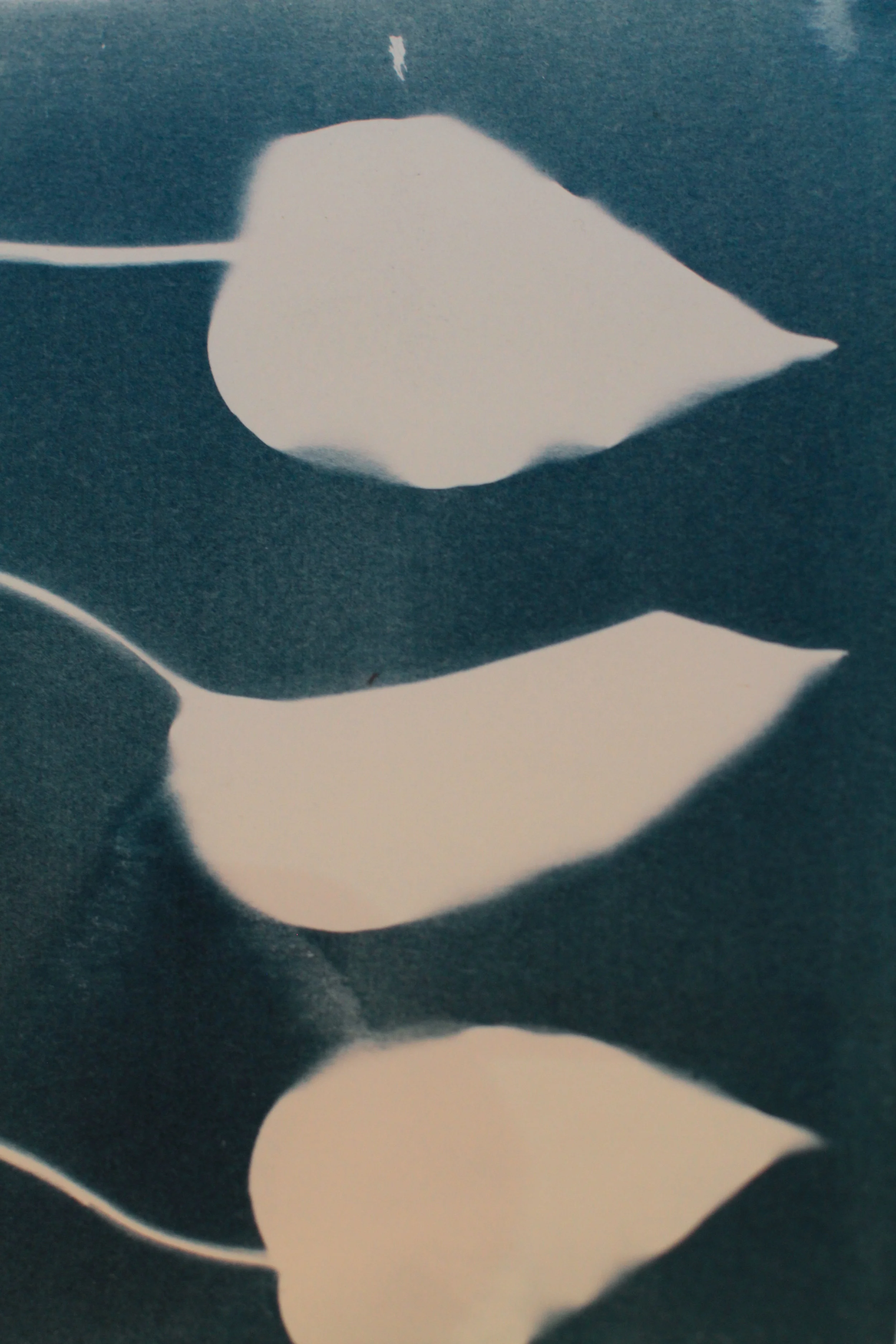180619_faye_cyanotype_leaves.jpg