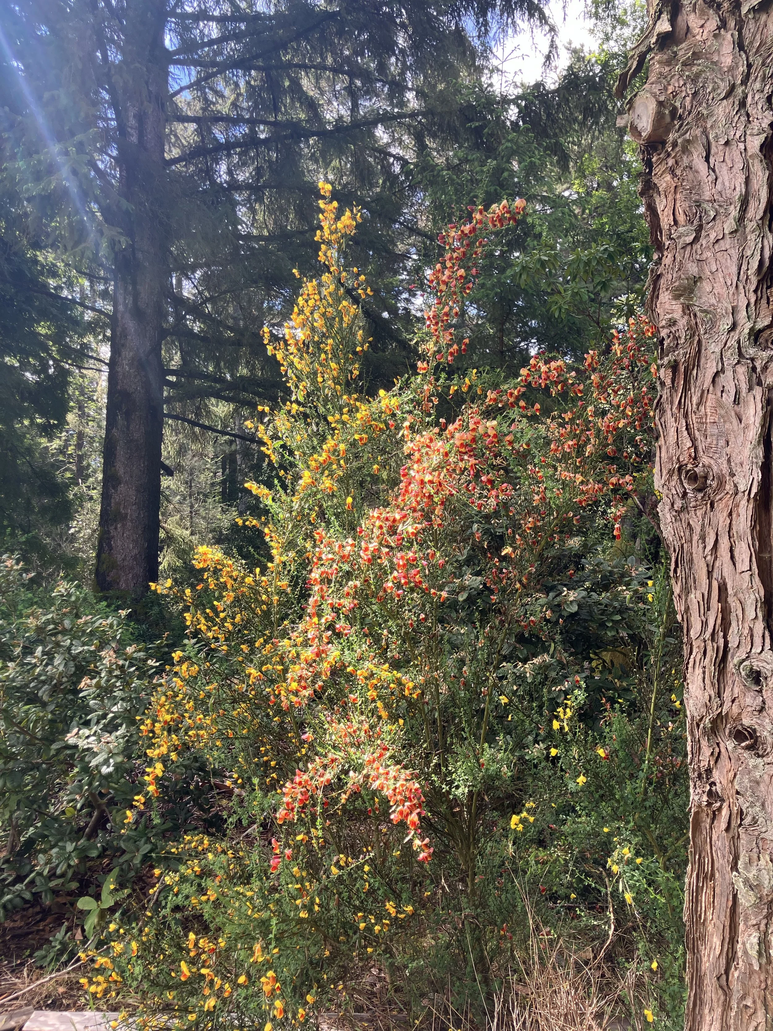 Seed Stories with Field of Dreams and Redwood Time