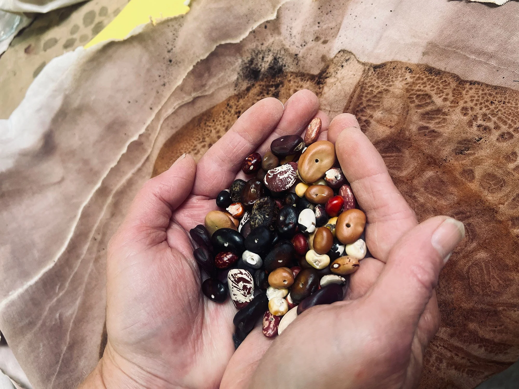 Redwood Time: Seed timelines with Anne Beck and Field of Dreams: Local Seed Project