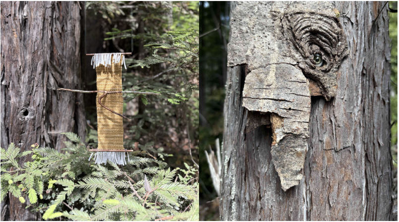 REDWOOD FOREST WEAVINGS AND THE WATCHING WOODS