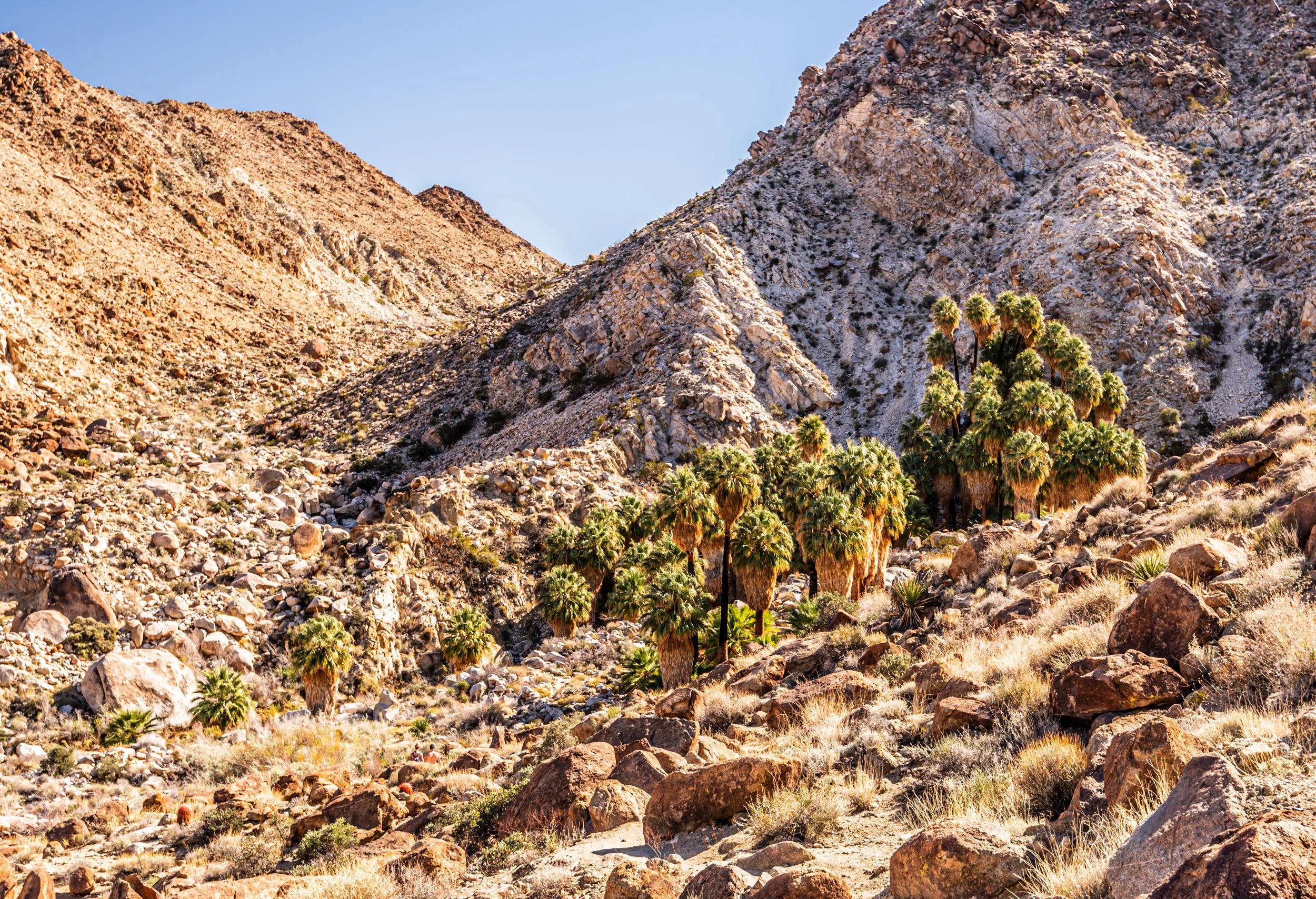 joshuatreenationalpark4.jpg