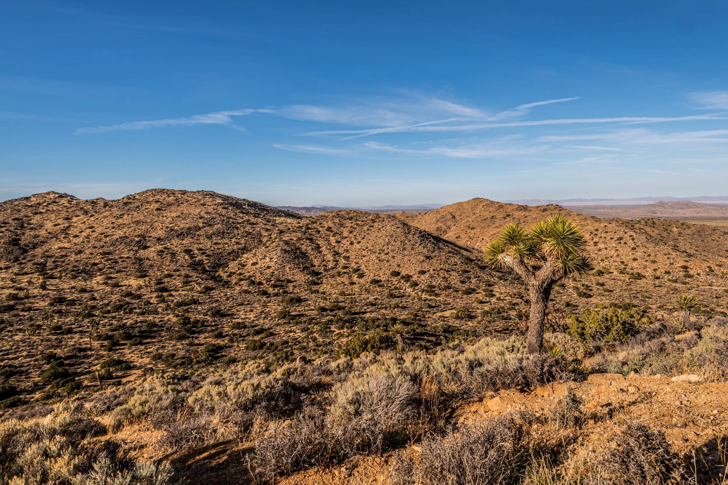 joshuatreenationalpark7.jpg