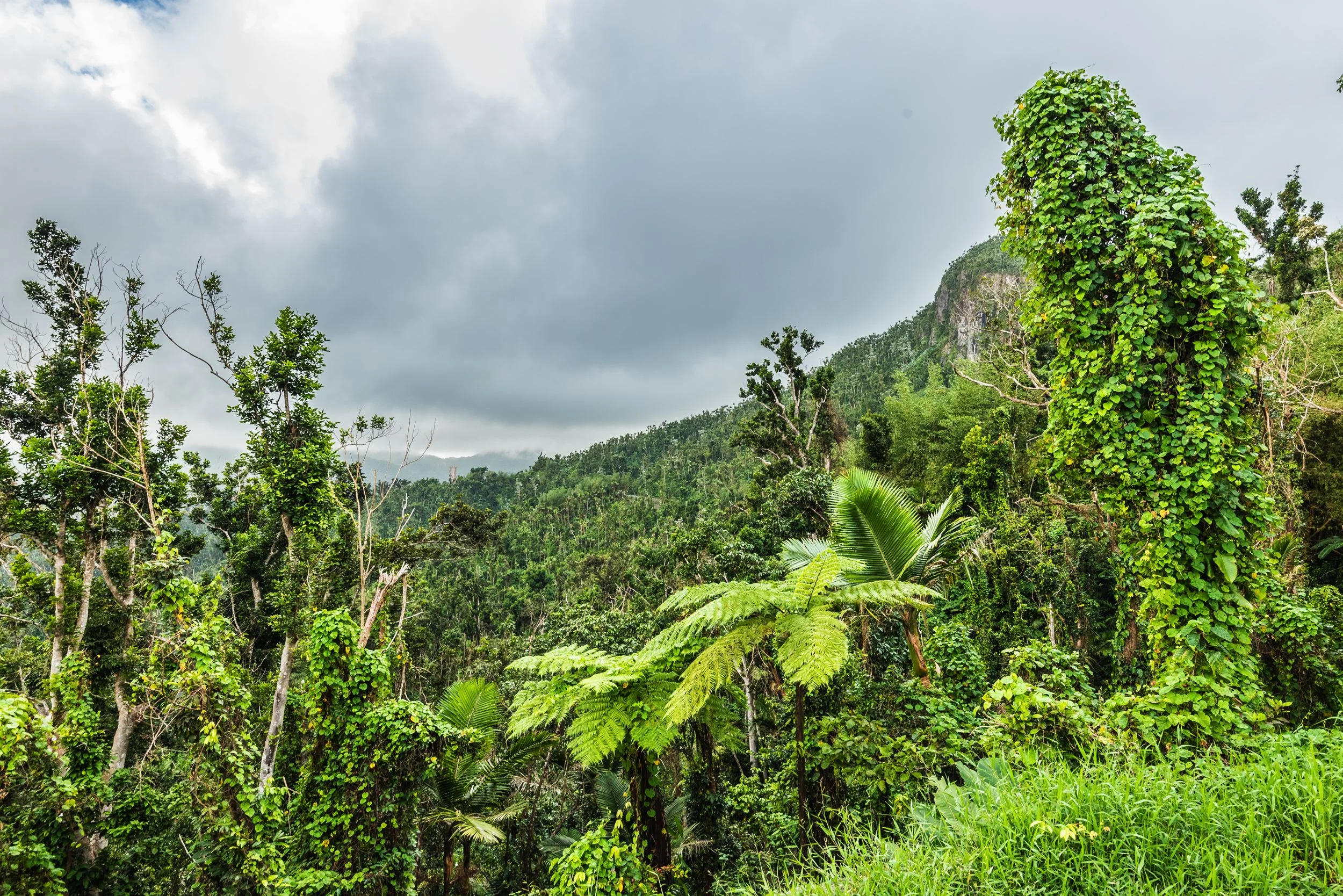 puertorico1.jpg