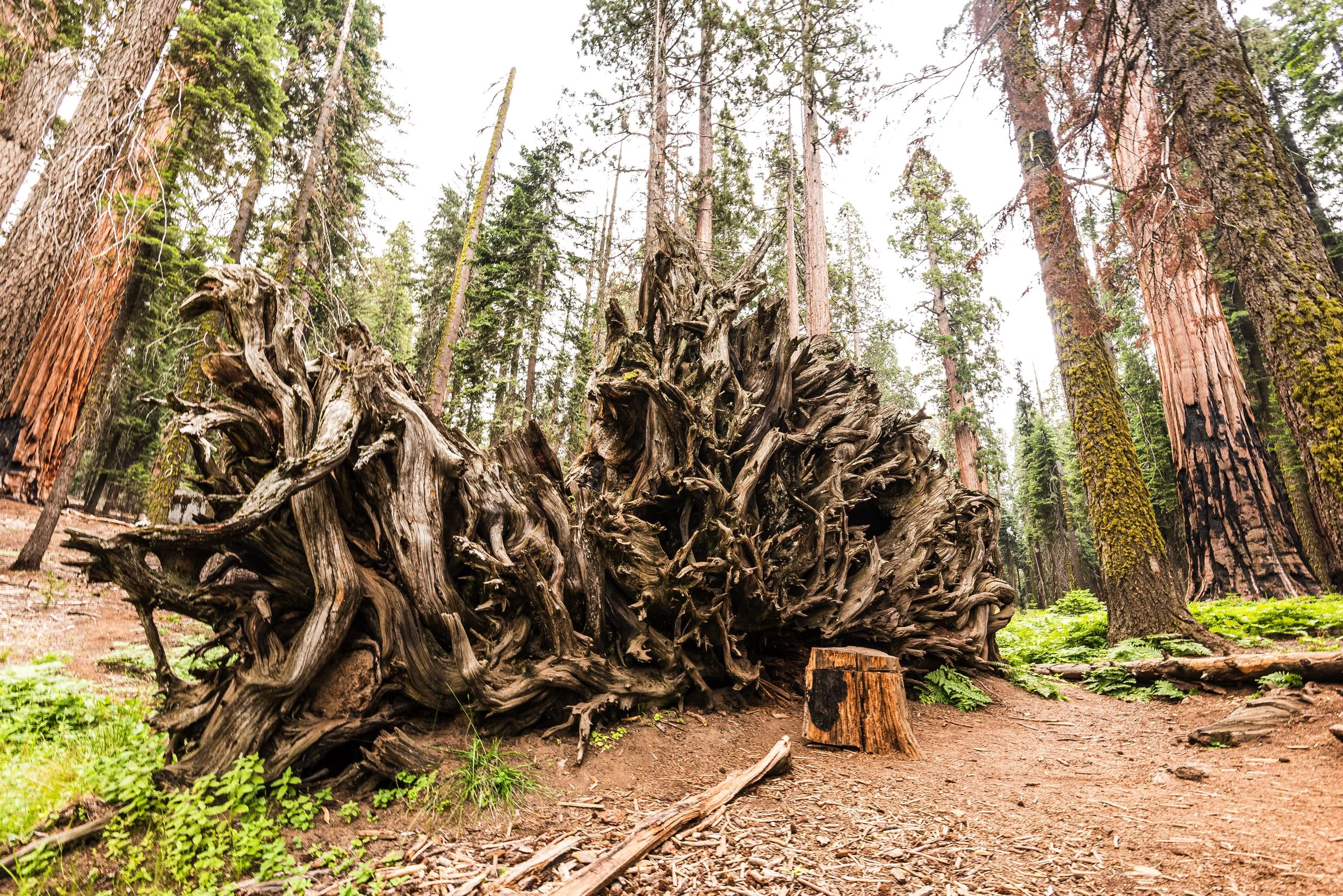 sequoianationalpark1.jpg