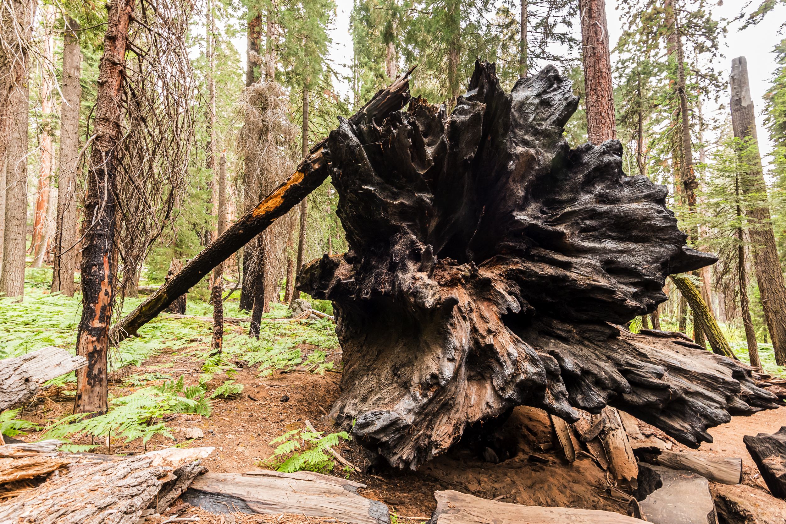 sequoianationalpark2.jpg