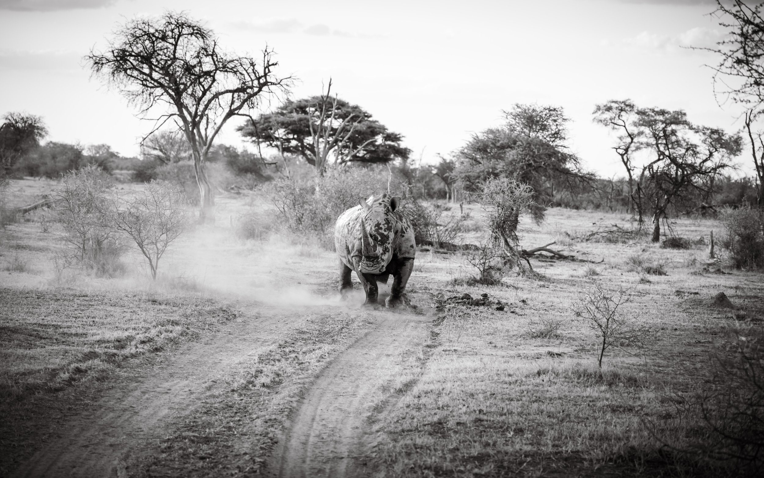 White Rhino