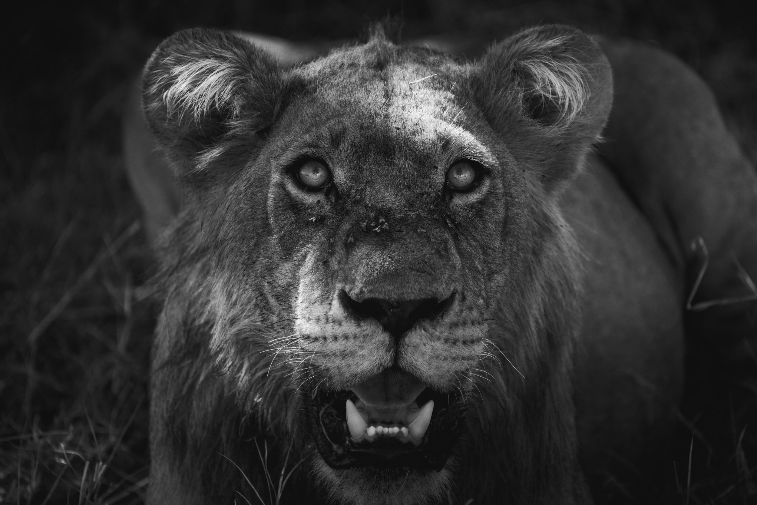 Lion