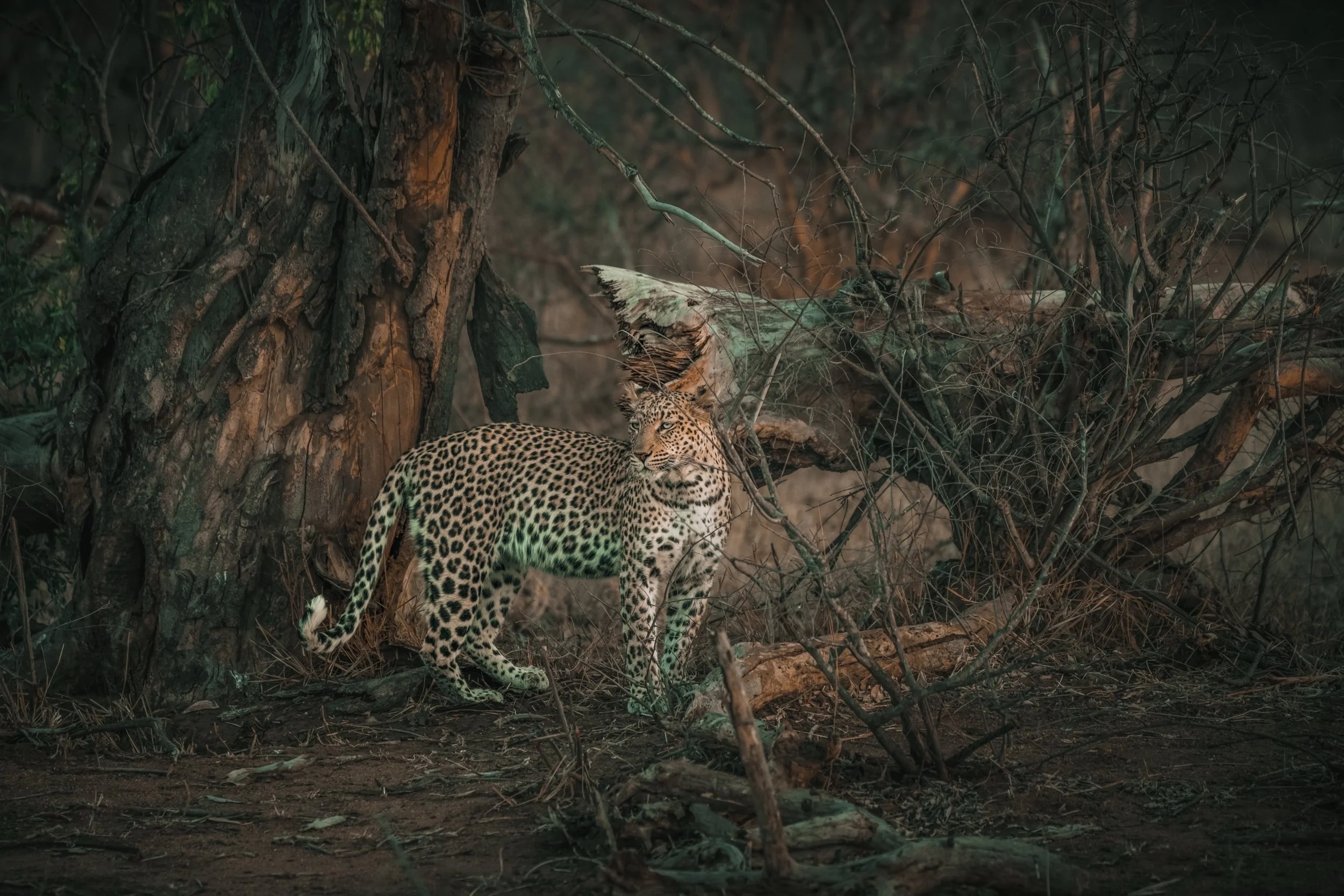 LEOPARD
