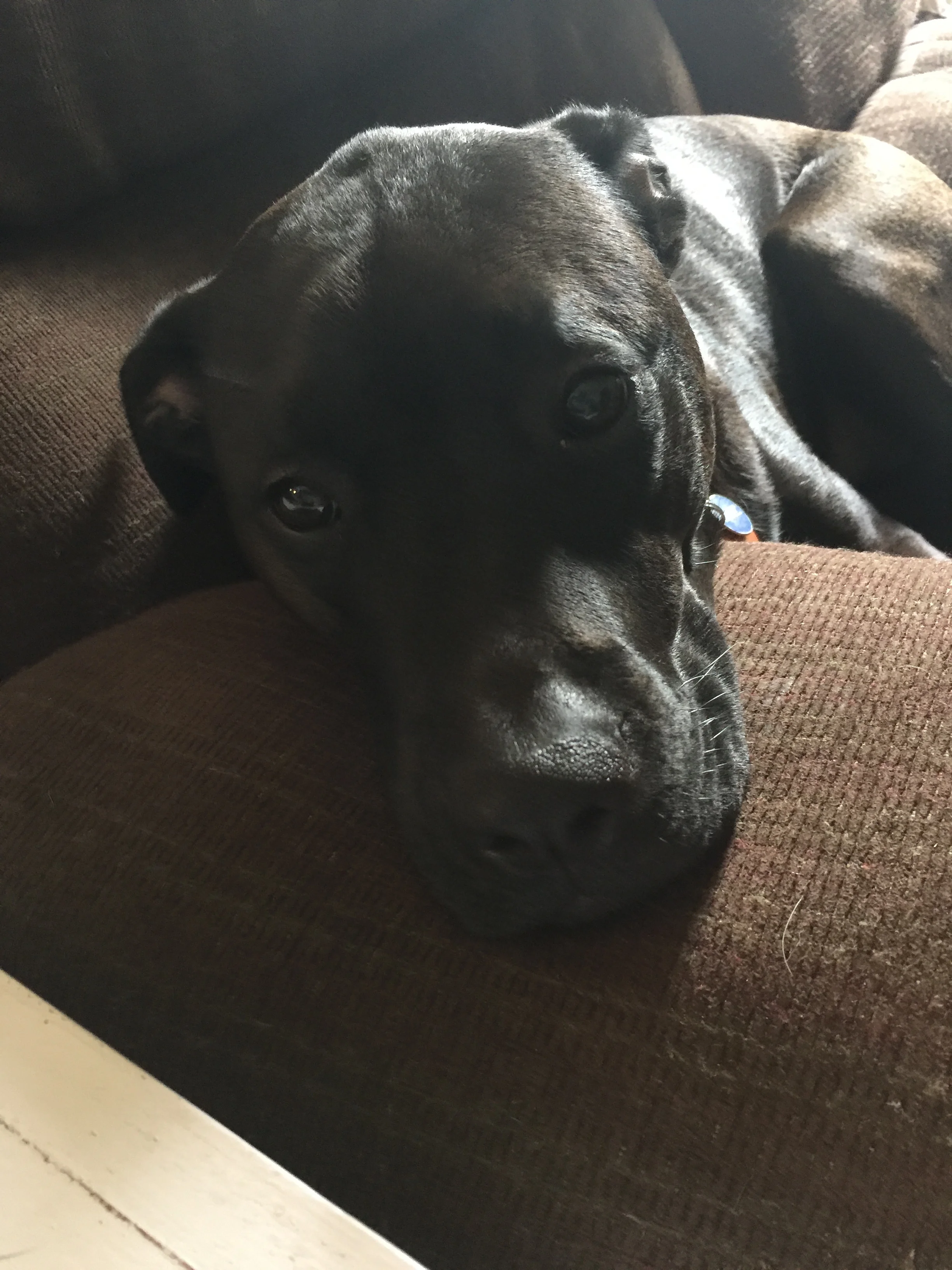 This puppers.