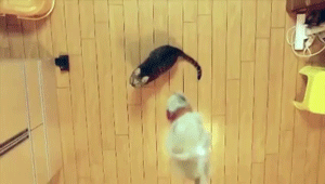 jump9.gif