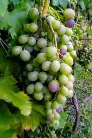 The vine and the branches bearing fruit
