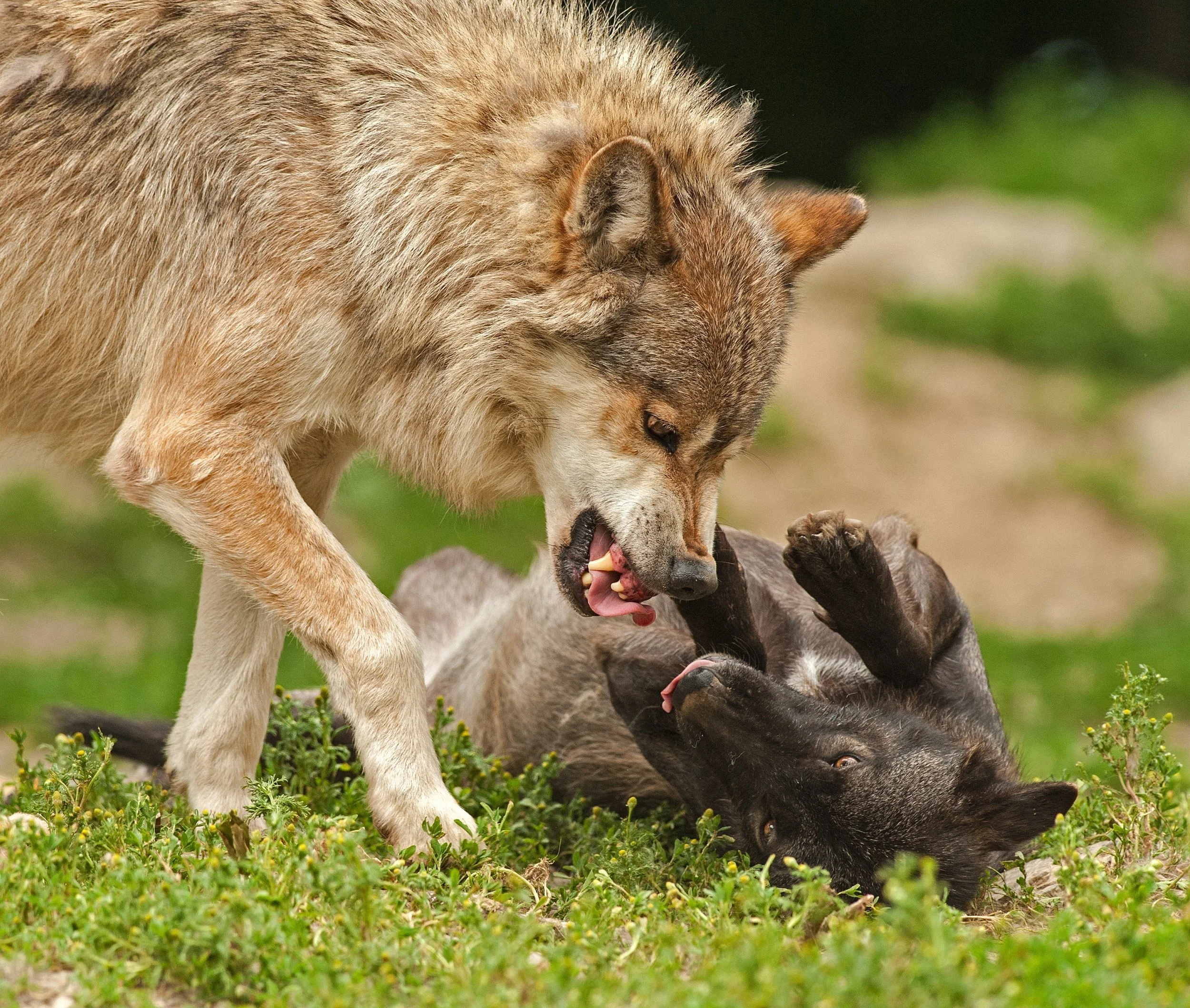 animal-attack-battle-2365.jpg