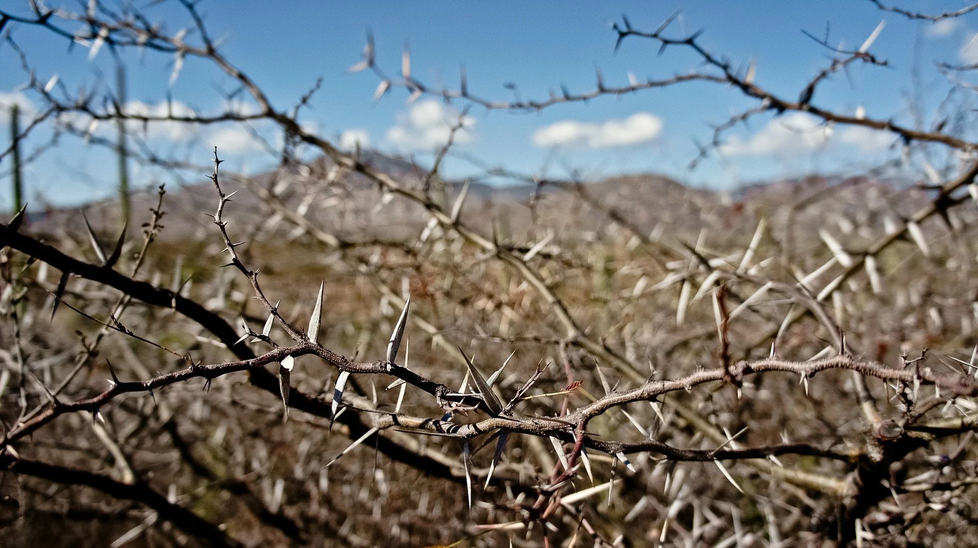 briars and thorns