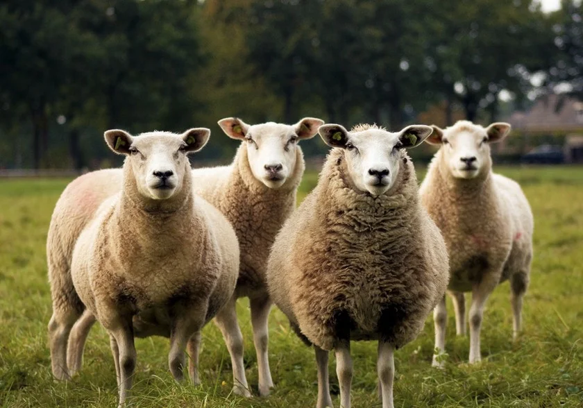 Matthew 18:10-14, Reckless Shepherd, Reckless God