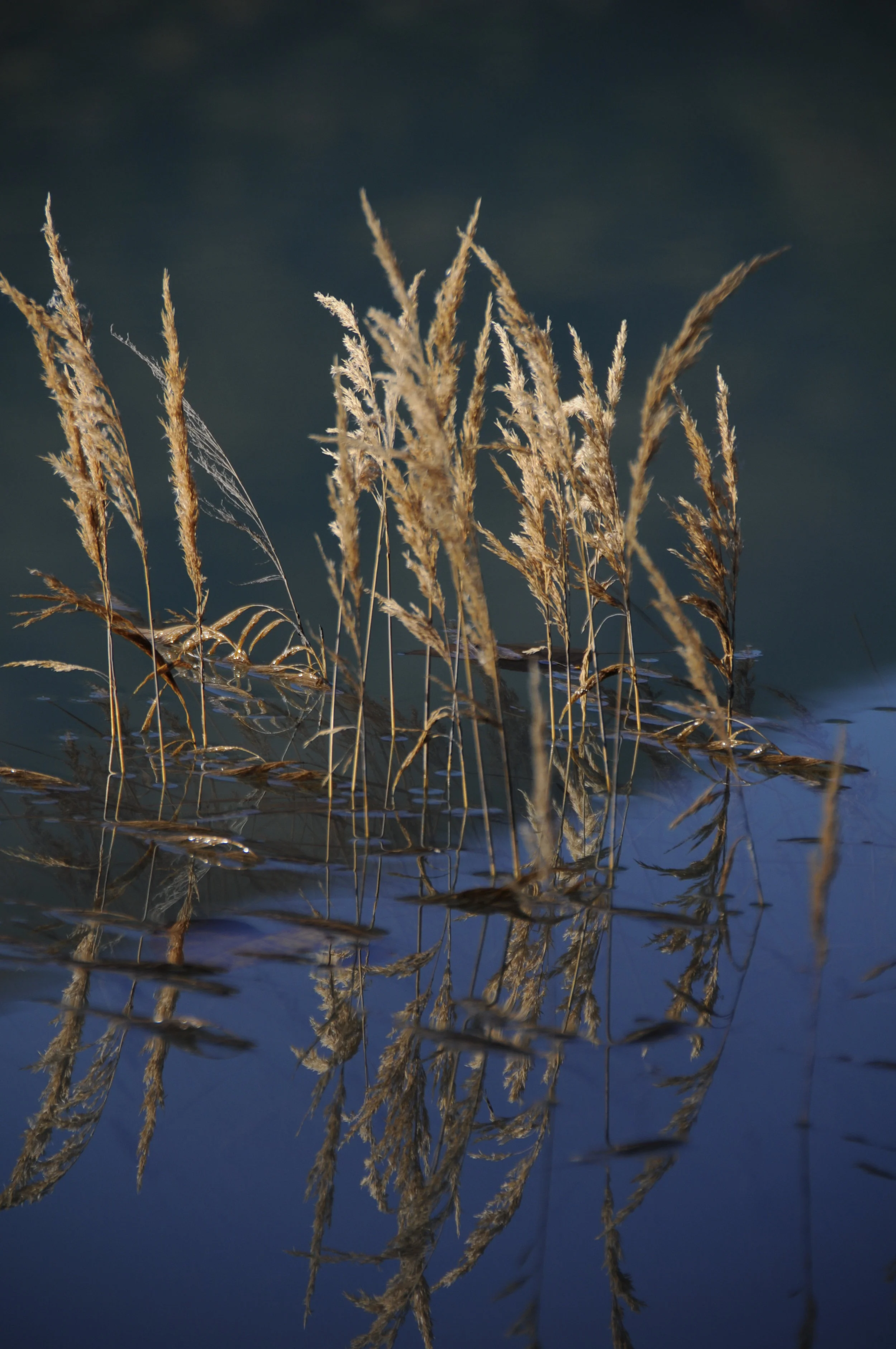 1 Kings 14:1-20, Judgment on the House of Jeroboam