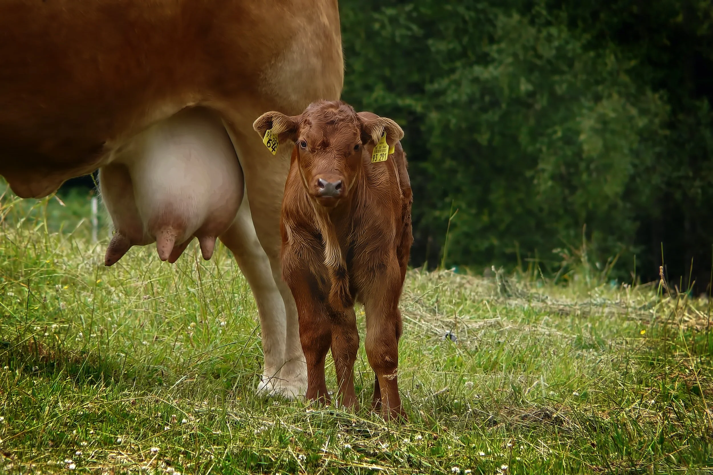 Exodus 13:1-16, The Law Concerning Dedication of Firstborns