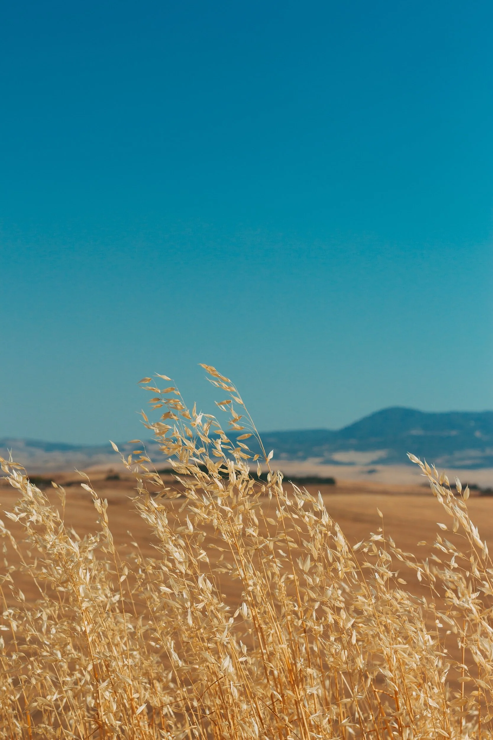 Jeremiah 32:1-25, Jeremiah Buys a Field