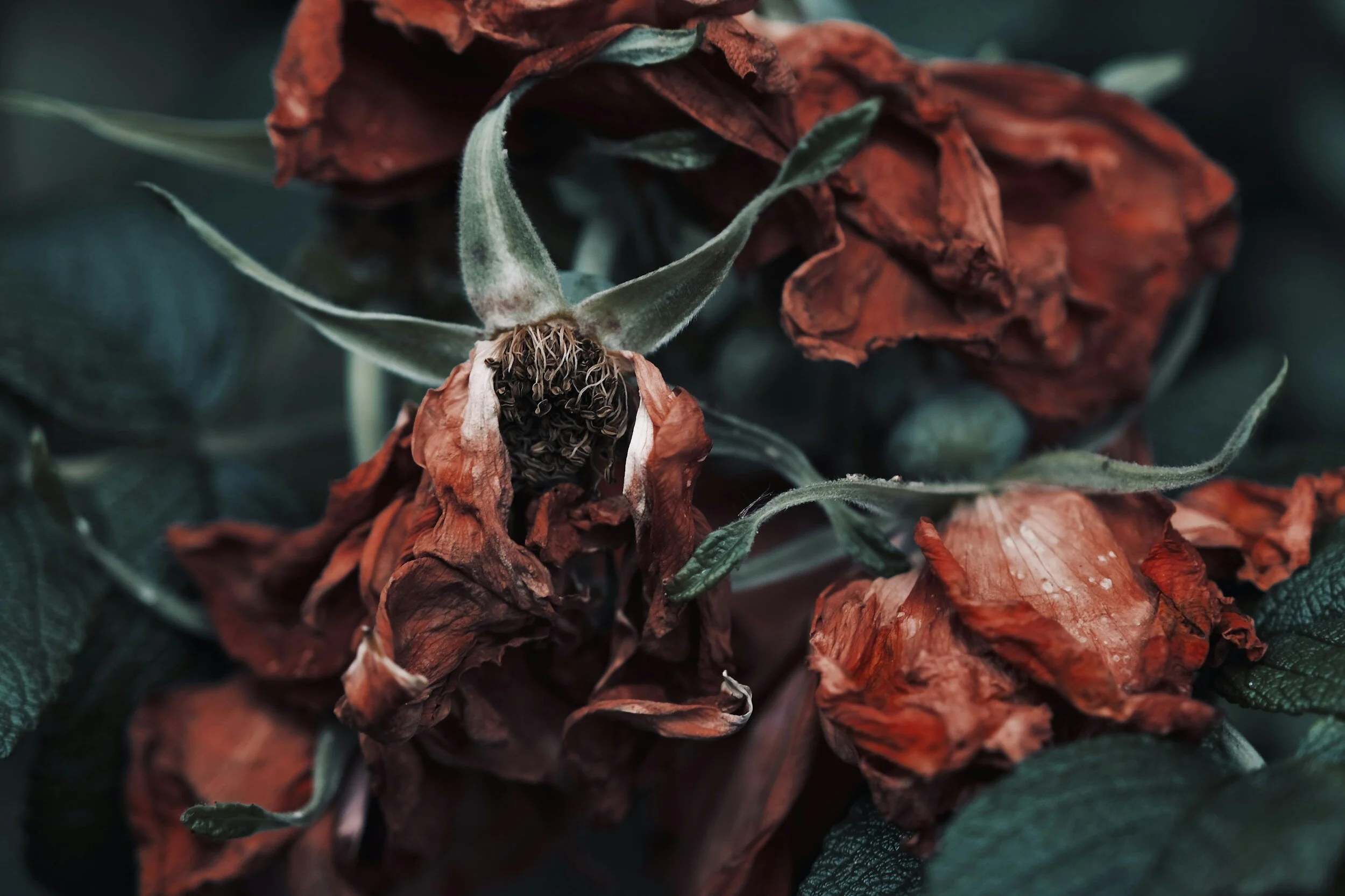 Mark 11:20-26, The Lesson from the Withered Fig Tree