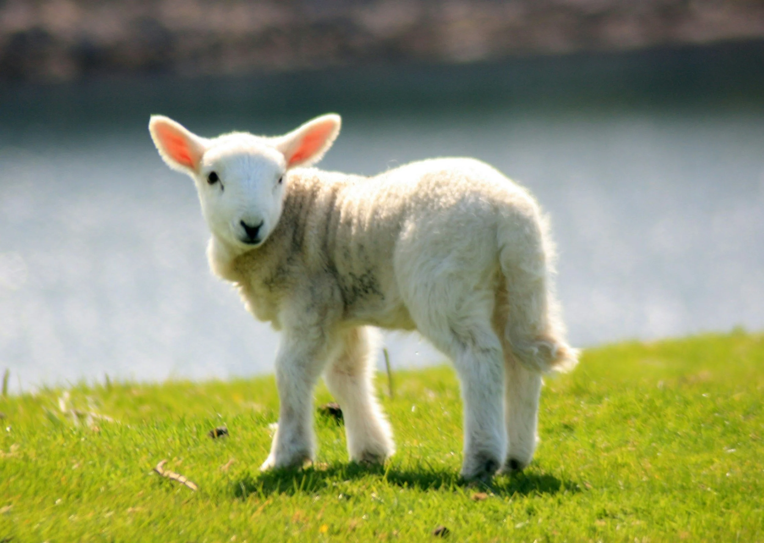 Revelation 5:6-8, Worthy is the Lamb