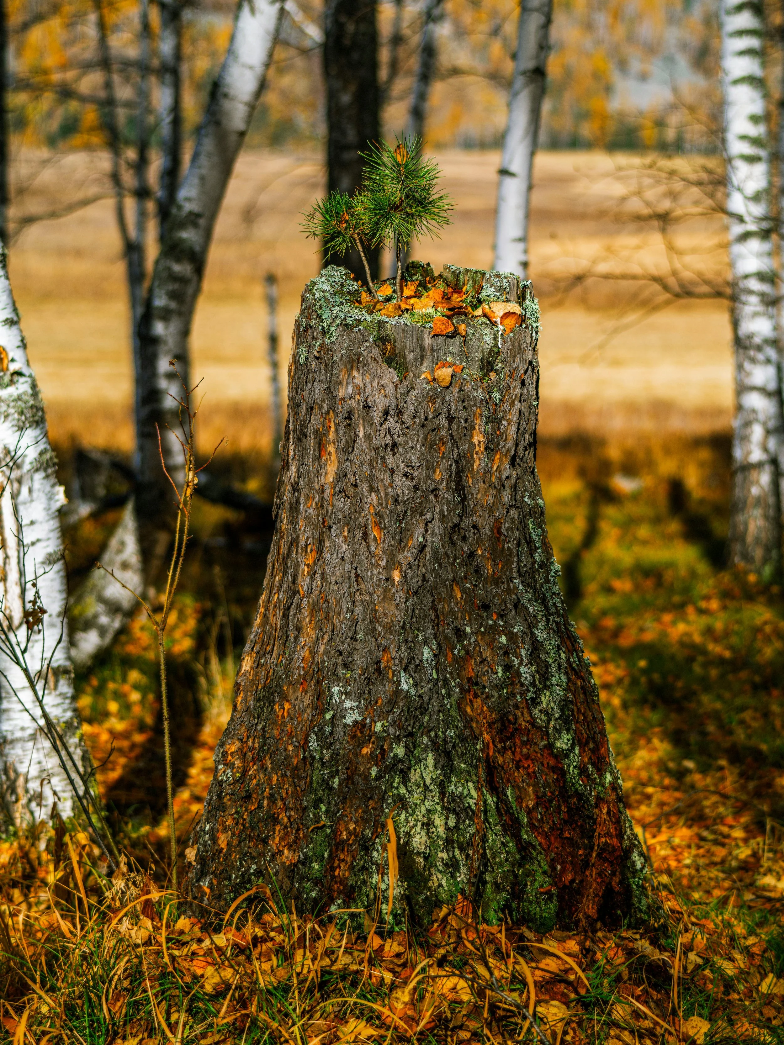 Jeremiah 23:5-6, Branch of David