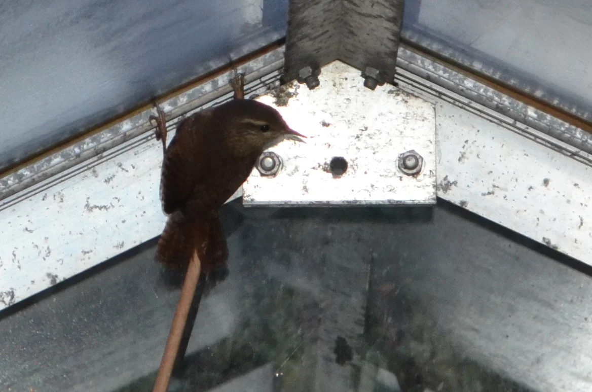 Wren zoom.jpg